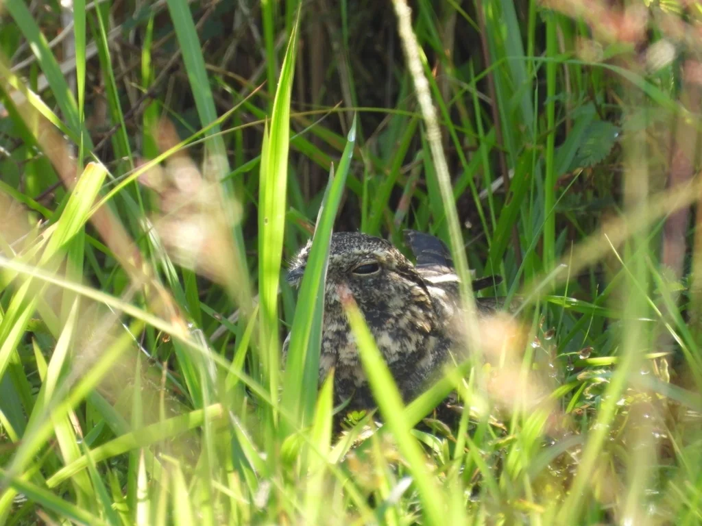林夜鹰(Caprimulgus affinis)