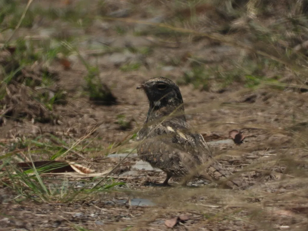 林夜鹰(Caprimulgus affinis)