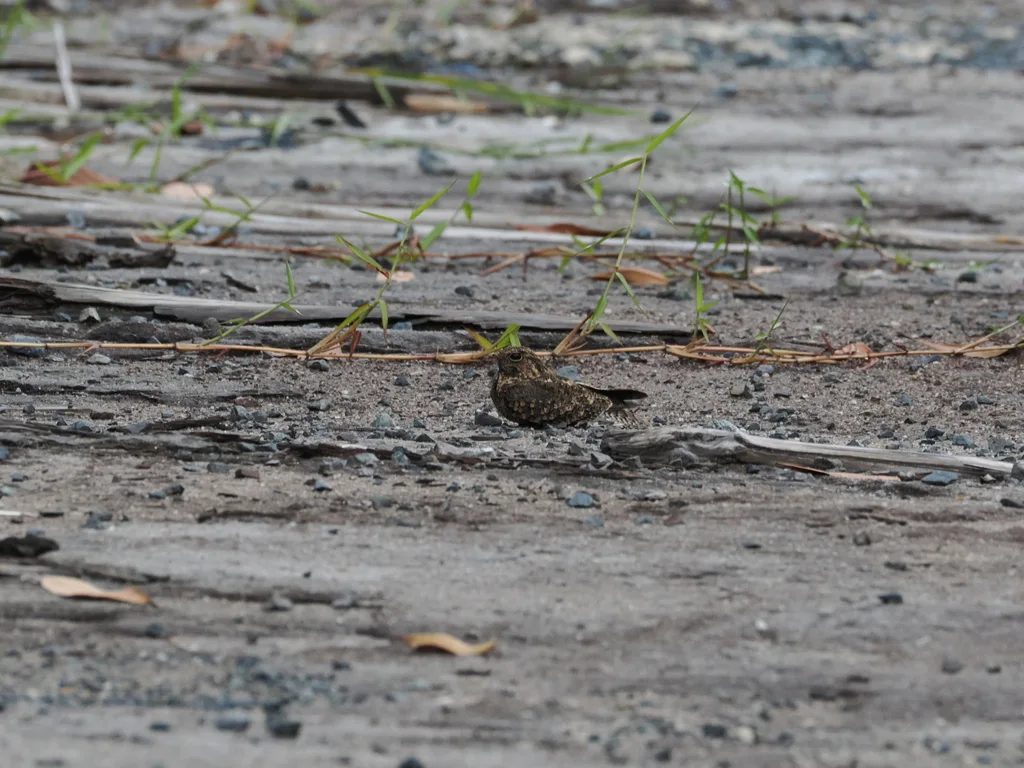 林夜鹰(Caprimulgus affinis)