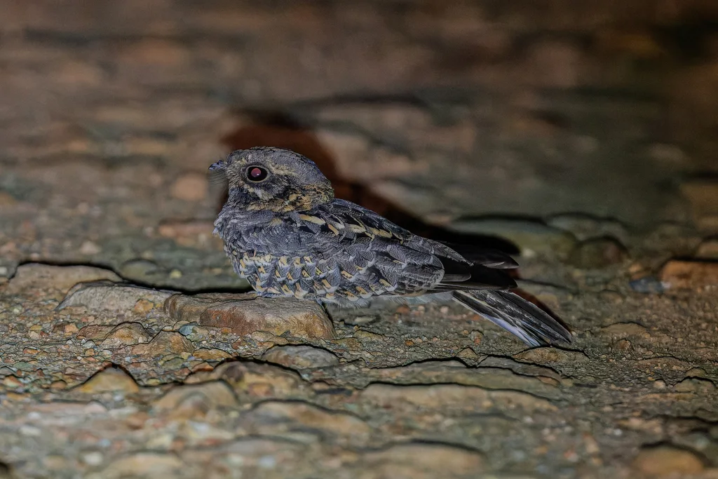 印度夜鹰(Caprimulgus asiaticus)