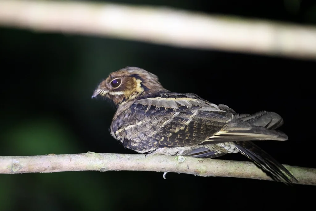 印度长尾夜鹰(Caprimulgus atripennis)