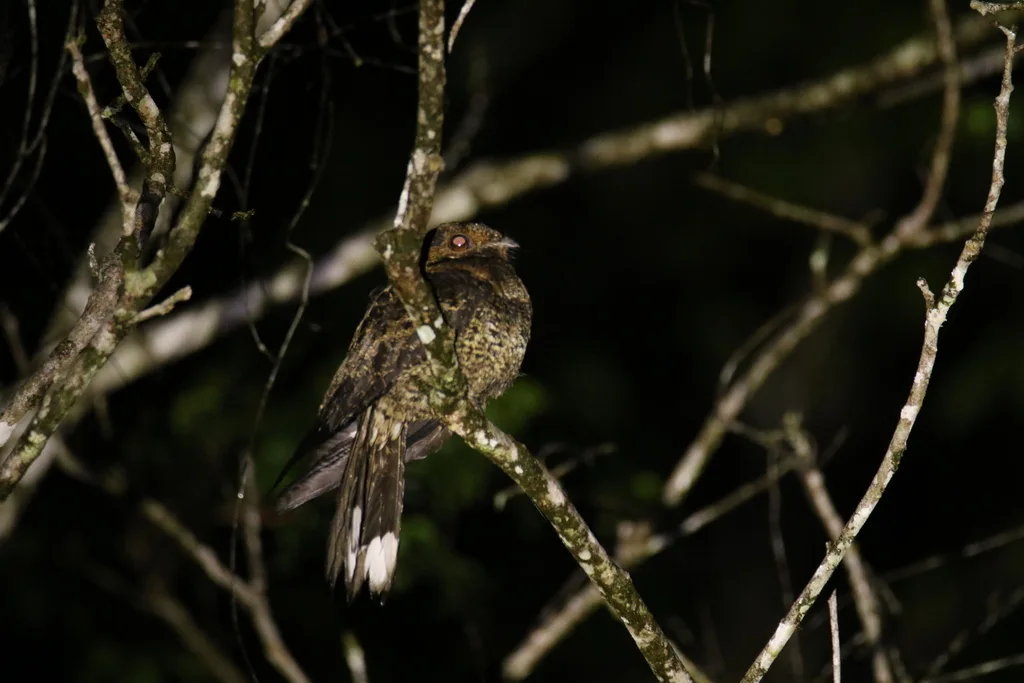 贝氏夜鹰(Caprimulgus batesi)