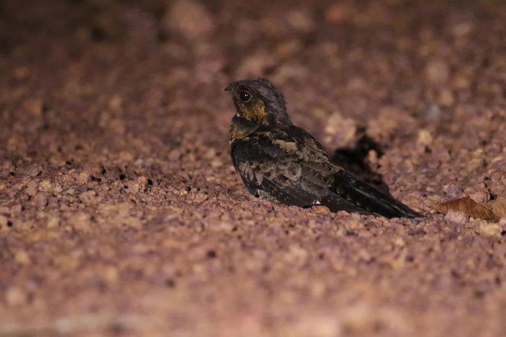 贝氏夜鹰(Caprimulgus batesi)