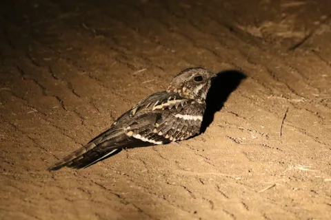 细尾夜鹰
