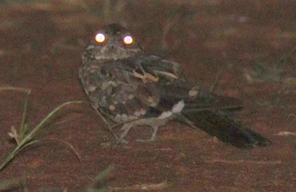 德氏夜鹰(Caprimulgus donaldsoni)