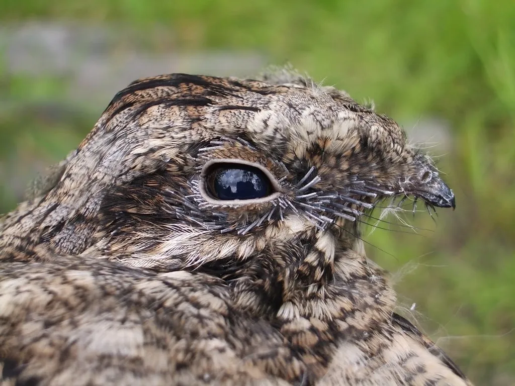 欧夜鹰(Caprimulgus europaeus)