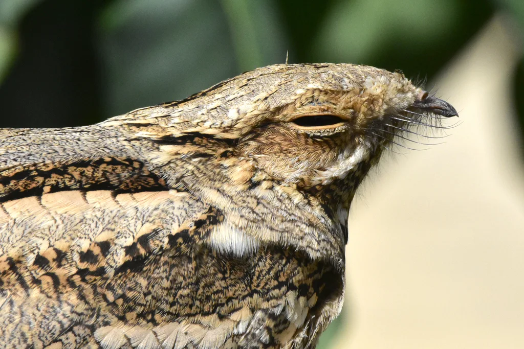 欧夜鹰(Caprimulgus europaeus)