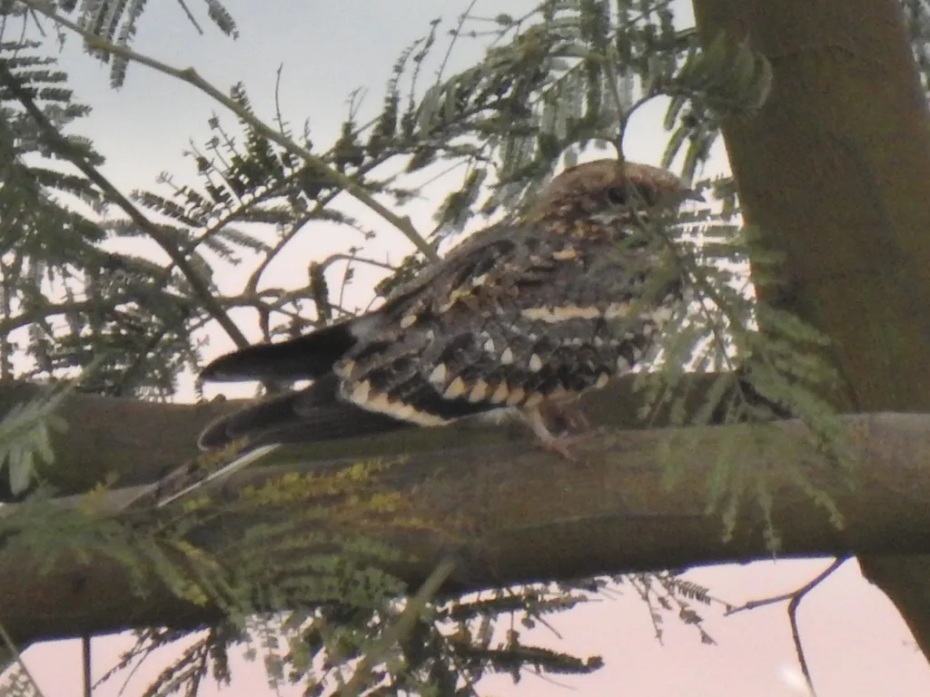 方尾夜鹰(Caprimulgus fossii)