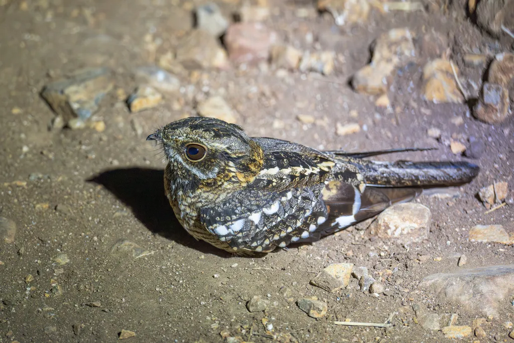 方尾夜鹰(Caprimulgus fossii)