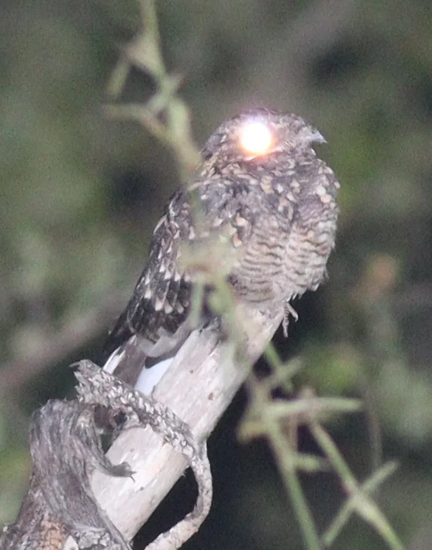 乌夜鹰(Caprimulgus fraenatus)