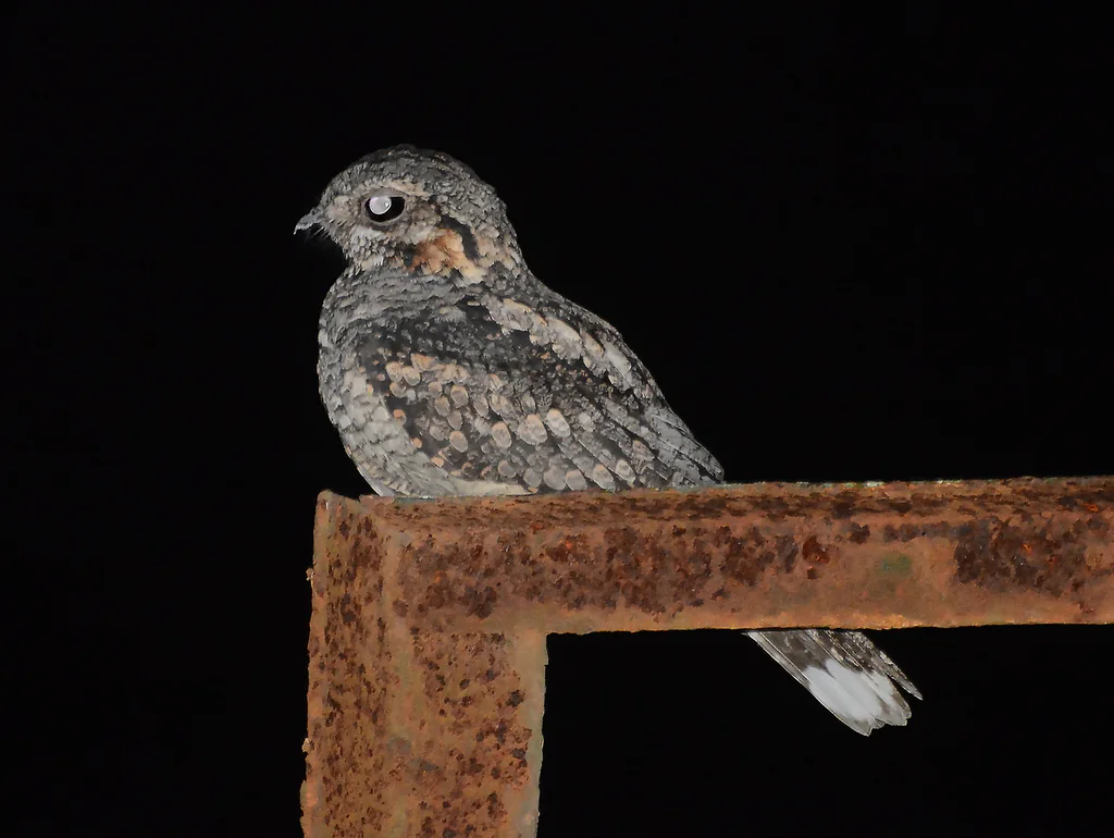 丛林夜鹰(Caprimulgus indicus)