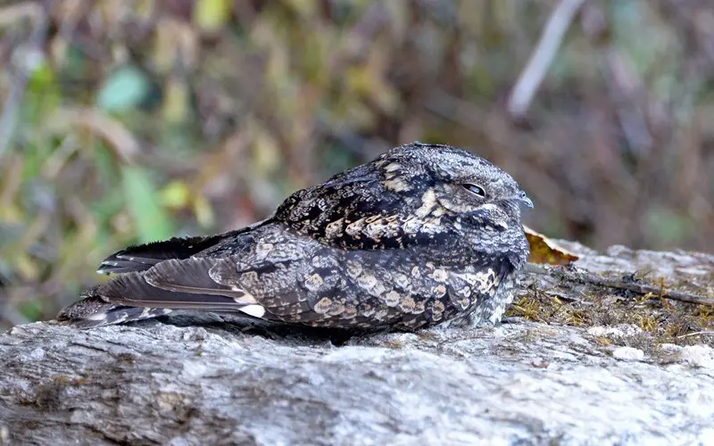 丛林夜鹰(Caprimulgus indicus)