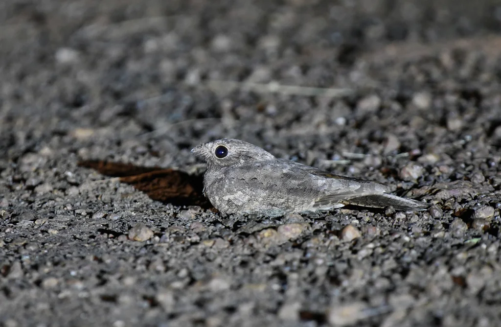 纯色夜鹰(Caprimulgus inornatus)