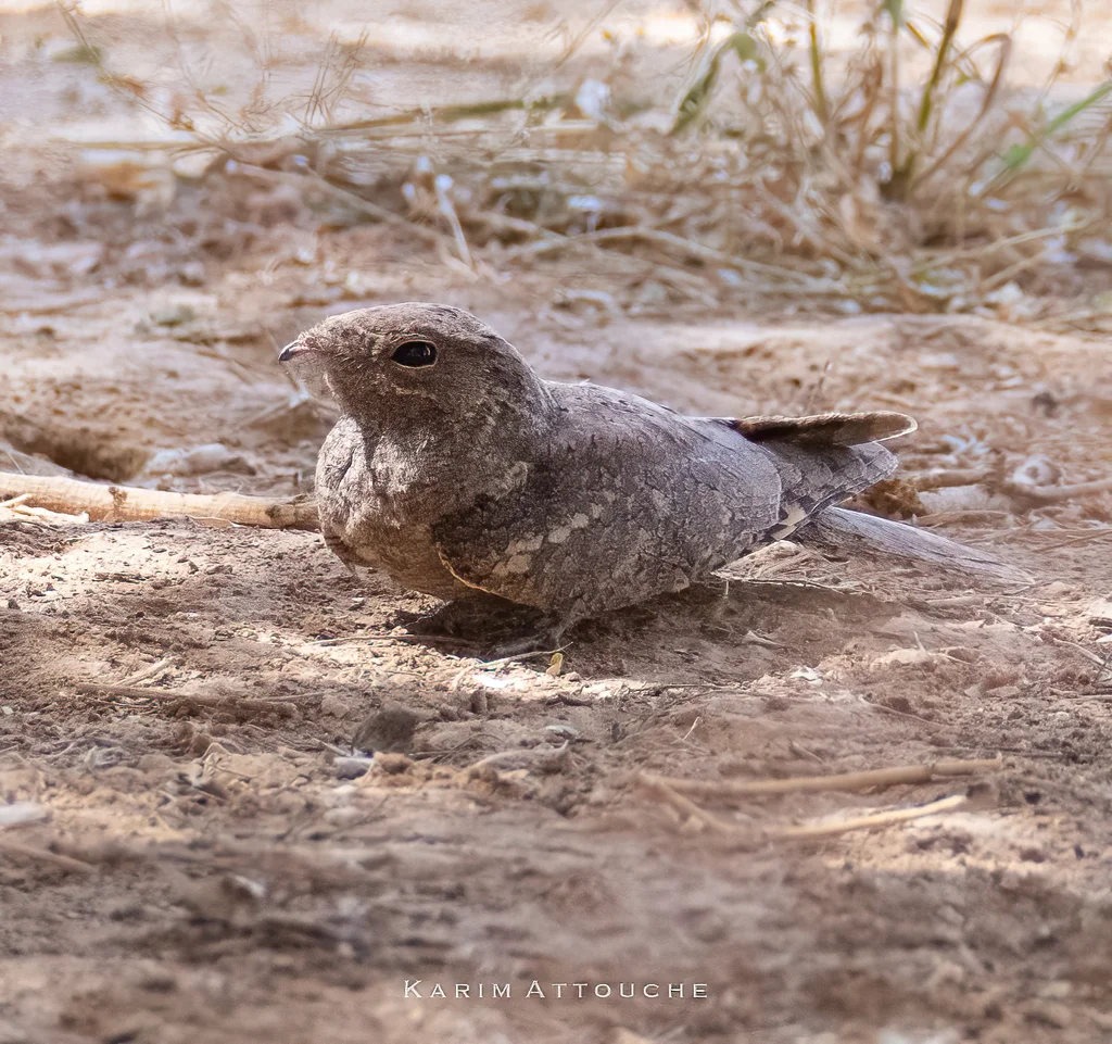 纯色夜鹰(Caprimulgus inornatus)