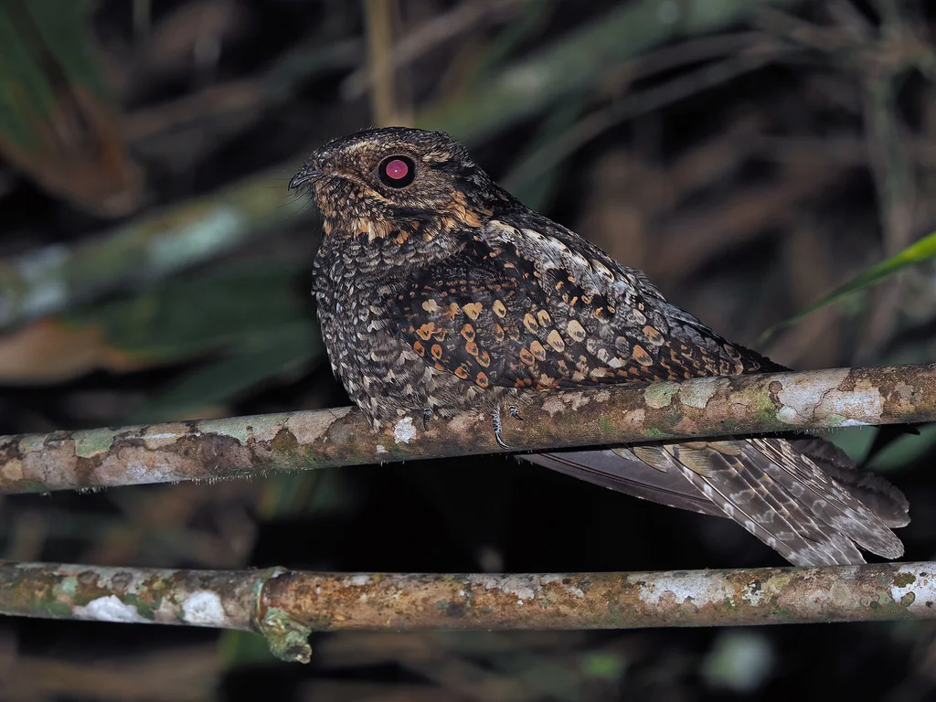 普通夜鹰(Caprimulgus jotaka)