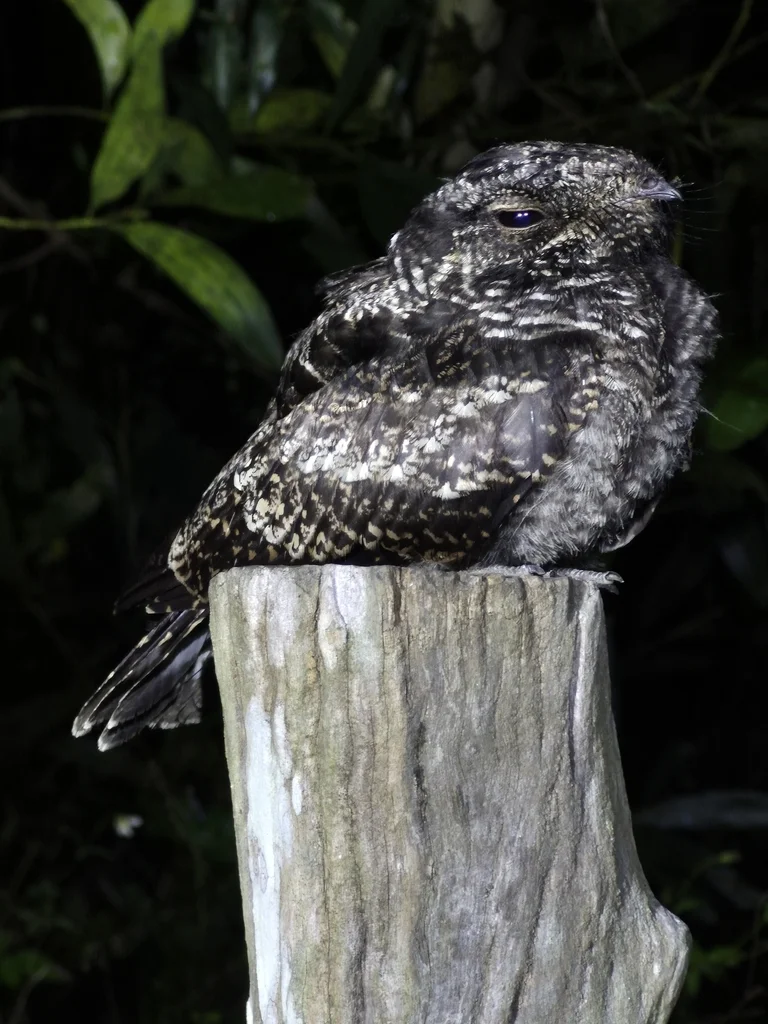 普通夜鹰(Caprimulgus jotaka)
