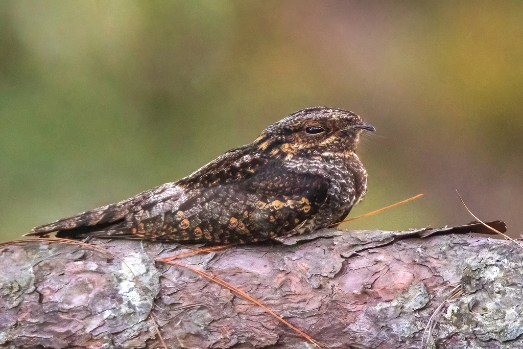 普通夜鹰(Caprimulgus jotaka)