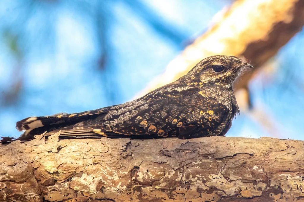 普通夜鹰(Caprimulgus jotaka)