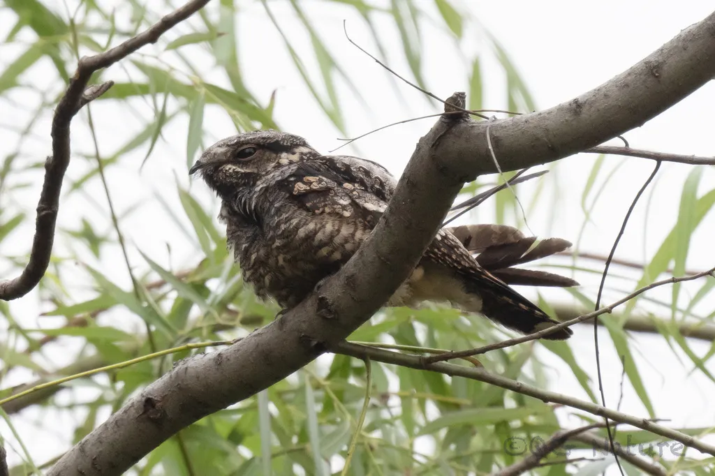 普通夜鹰(Caprimulgus jotaka)