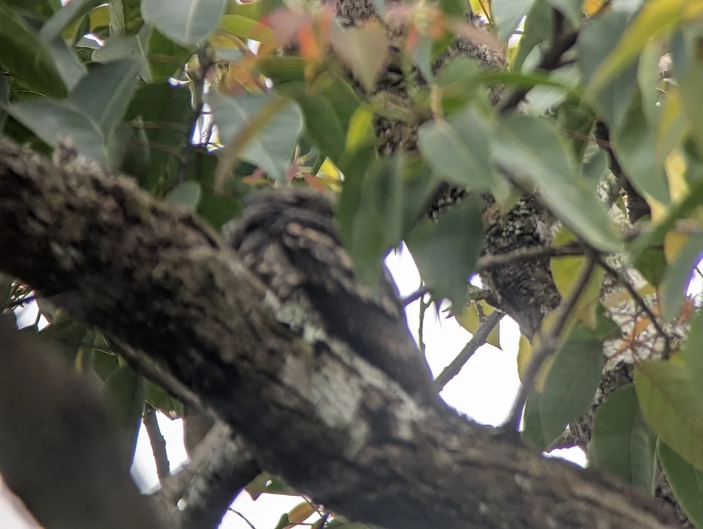 普通夜鹰(Caprimulgus jotaka)