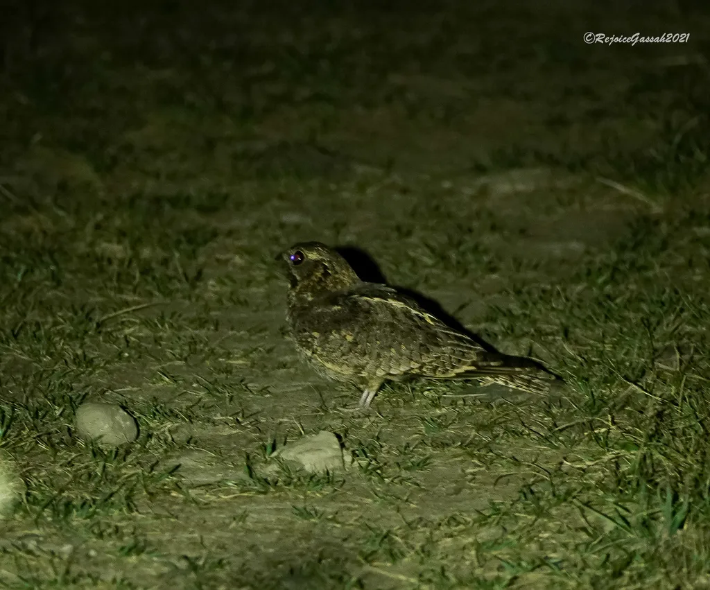 普通夜鹰(Caprimulgus jotaka)