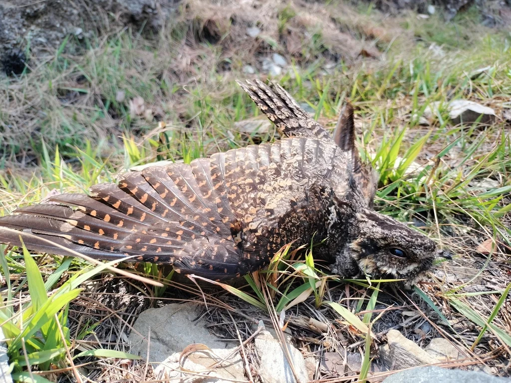 普通夜鹰(Caprimulgus jotaka)