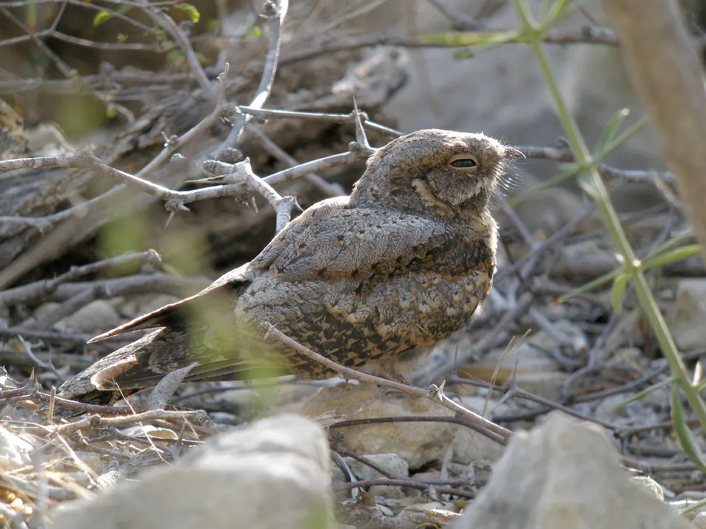 马岛夜鹰(Caprimulgus madagascariensis)