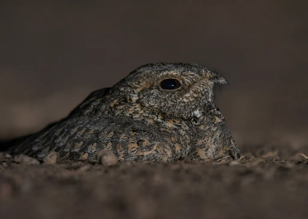 塞氏夜鹰(Caprimulgus mahrattensis)