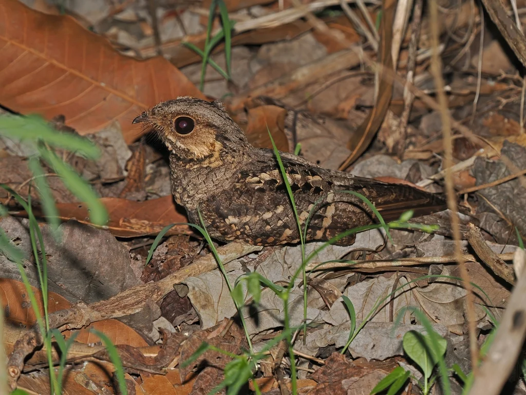 米氏夜鹰(Caprimulgus meesi)
