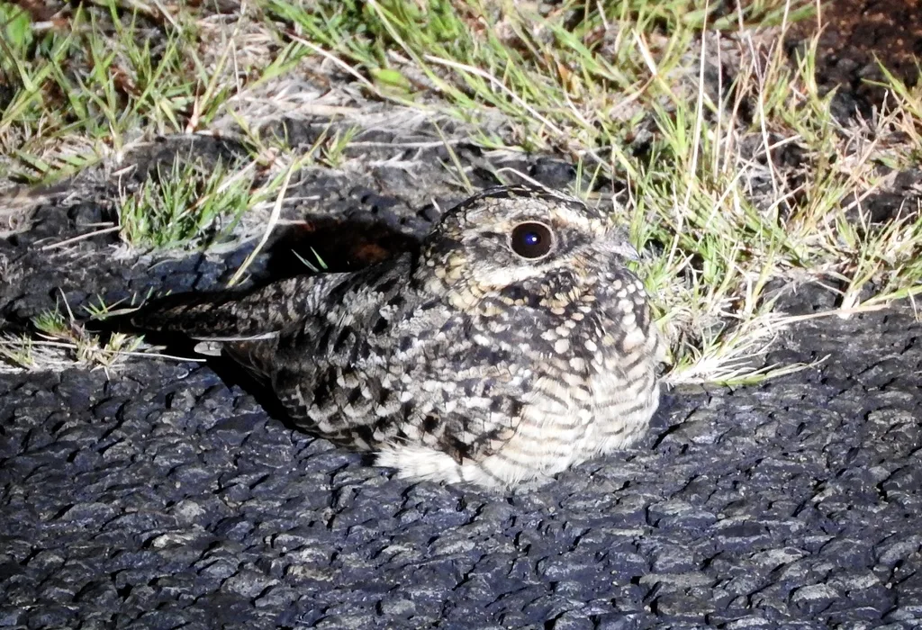 非洲白尾夜鹰(Caprimulgus natalensis)