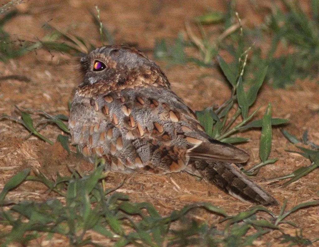 努比亚夜鹰(Caprimulgus nubicus)