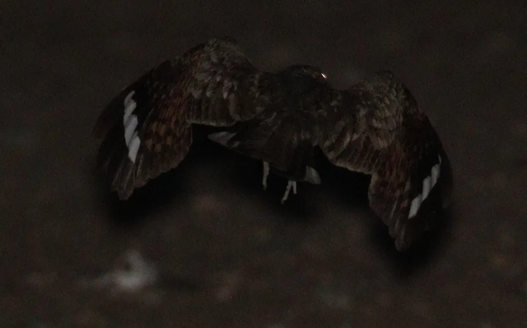 努比亚夜鹰(Caprimulgus nubicus)