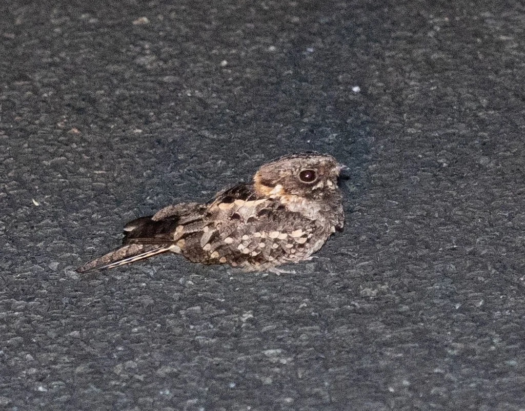 非洲夜鹰(Caprimulgus pectoralis)