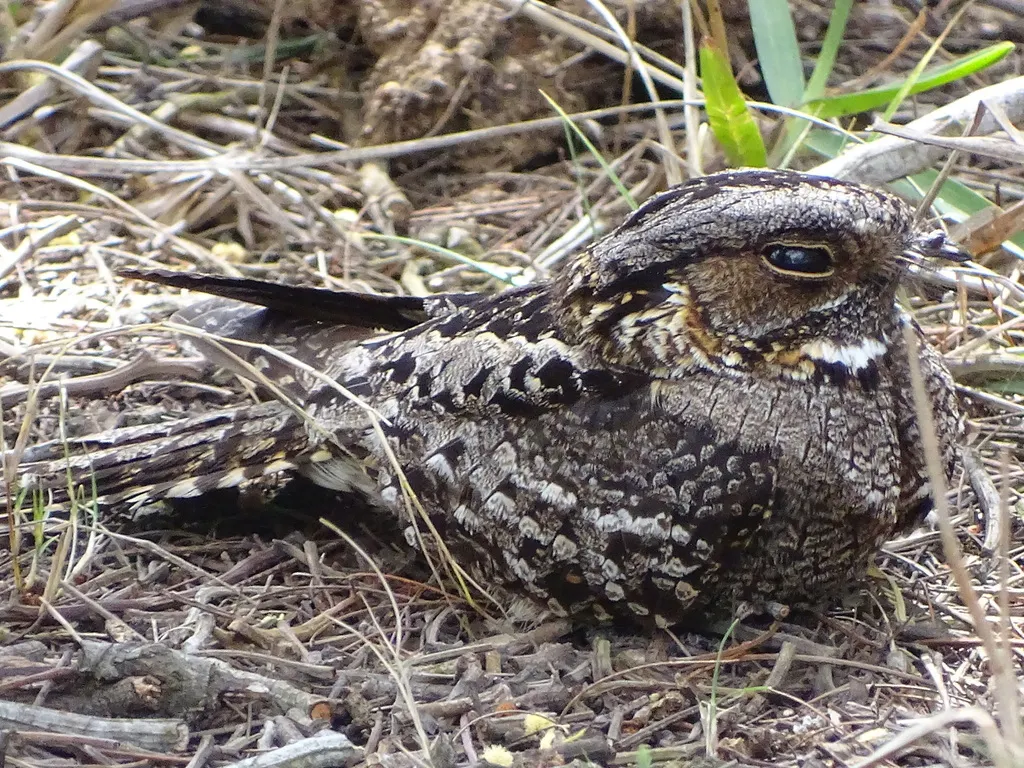 非洲夜鹰(Caprimulgus pectoralis)
