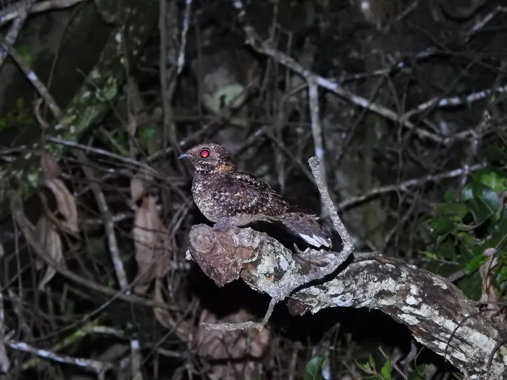 灰头夜鹰(Caprimulgus poliocephalus)