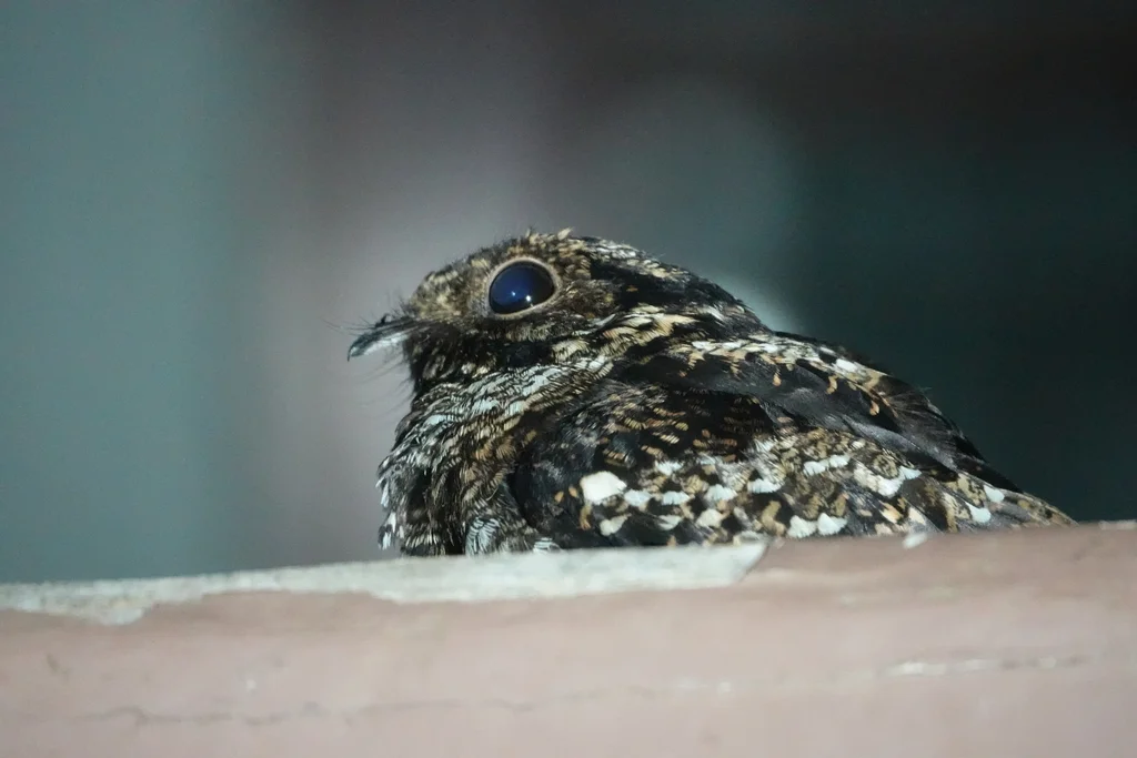 萨氏夜鹰(Caprimulgus pulchellus)