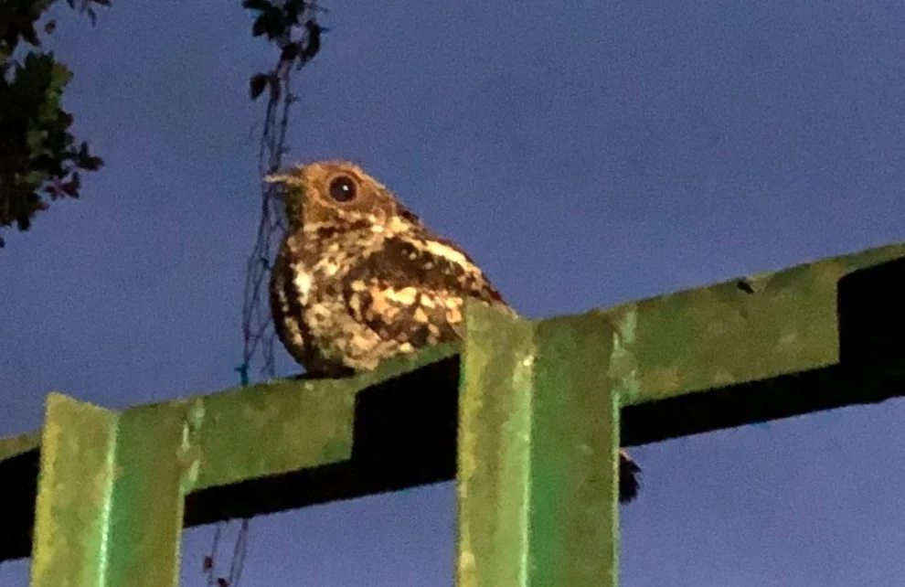萨氏夜鹰(Caprimulgus pulchellus)
