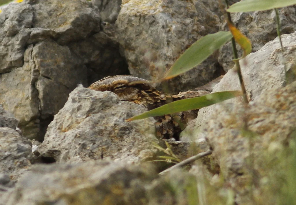 红颈夜鹰(Caprimulgus ruficollis)
