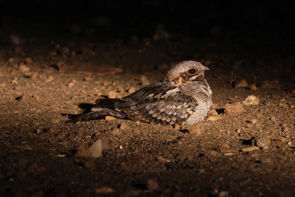 棕颊夜鹰（Caprimulgus rufigena）