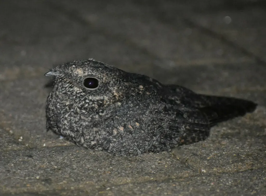 雀斑夜鹰（Caprimulgus tristigma）