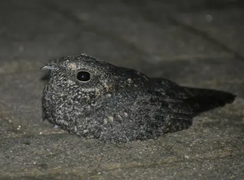 雀斑夜鹰