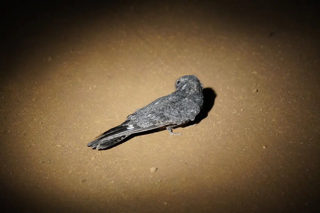 雀斑夜鹰（Caprimulgus tristigma）