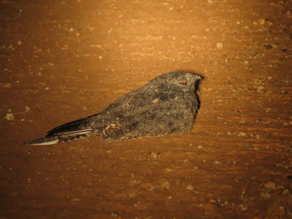 雀斑夜鹰（Caprimulgus tristigma）