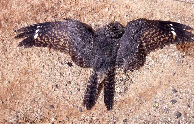 雀斑夜鹰（Caprimulgus tristigma）