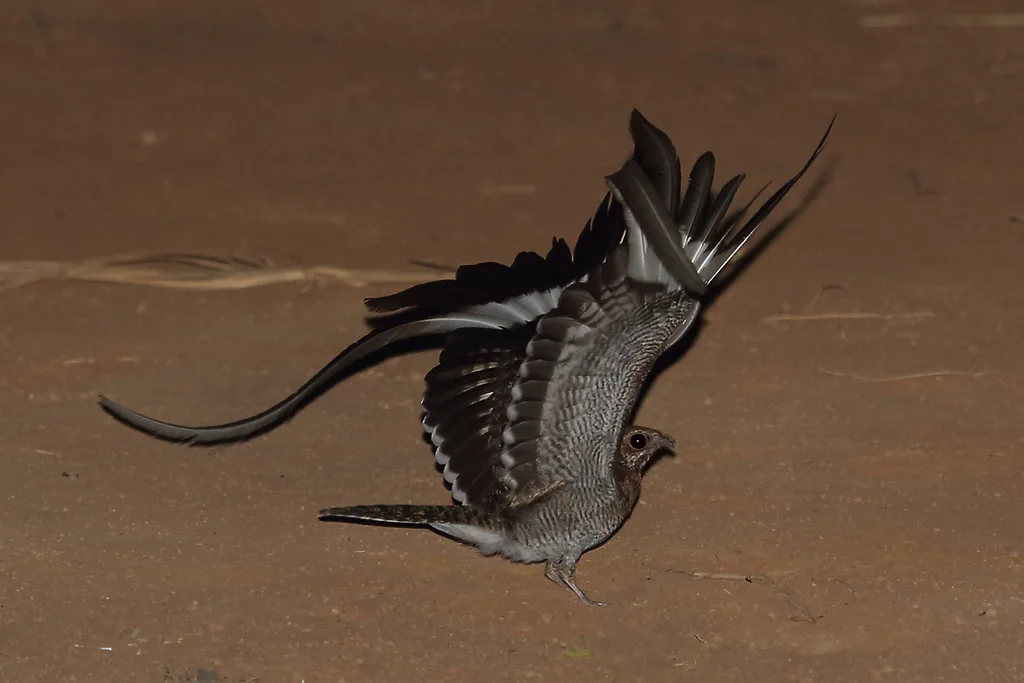 翎翅夜鹰(Caprimulgus vexillarius)