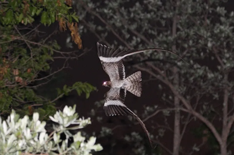 翎翅夜鹰(Caprimulgus vexillarius)