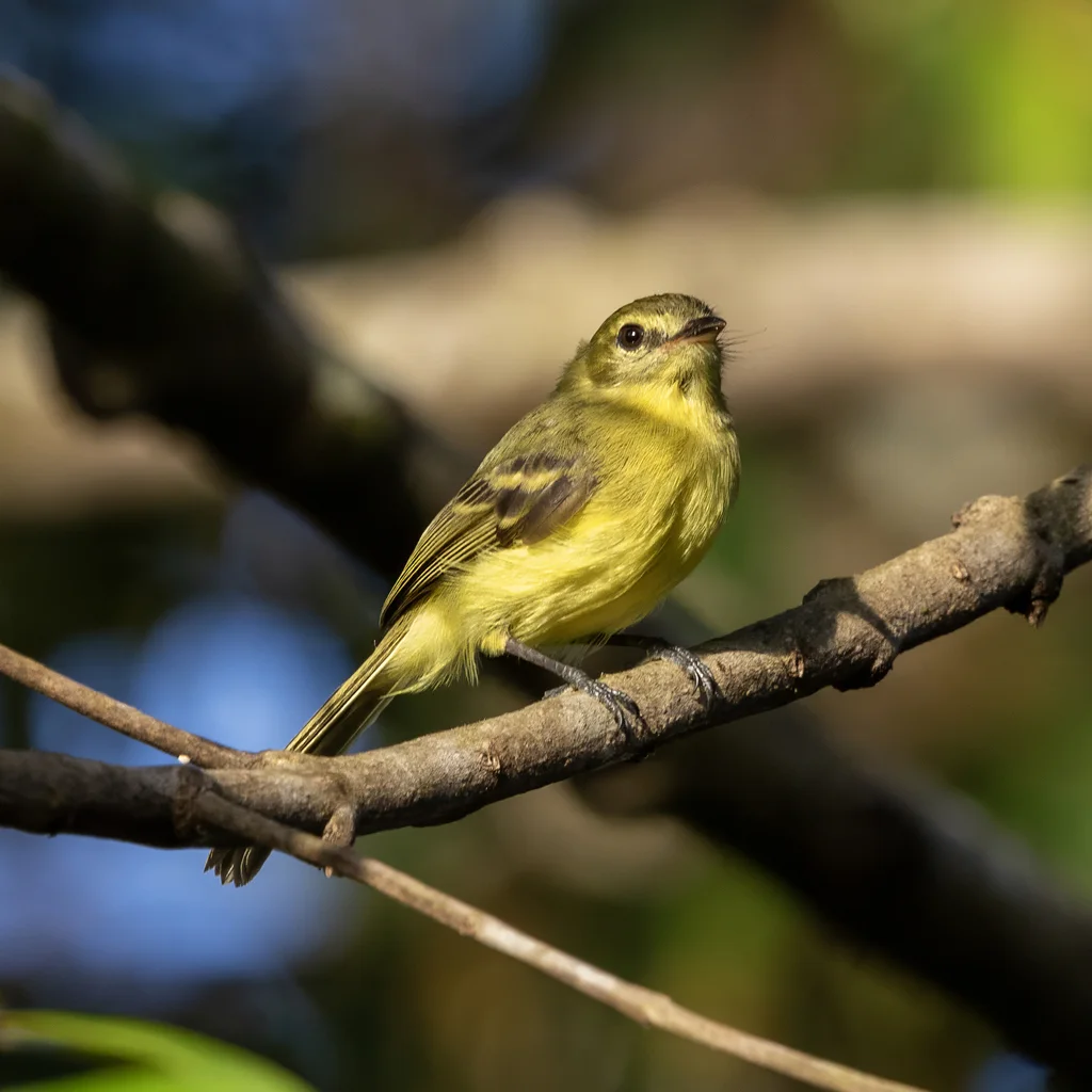黄小霸鹟(Capsiempis flaveola)