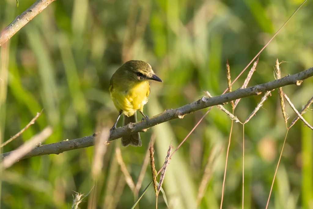 黄小霸鹟(Capsiempis flaveola)