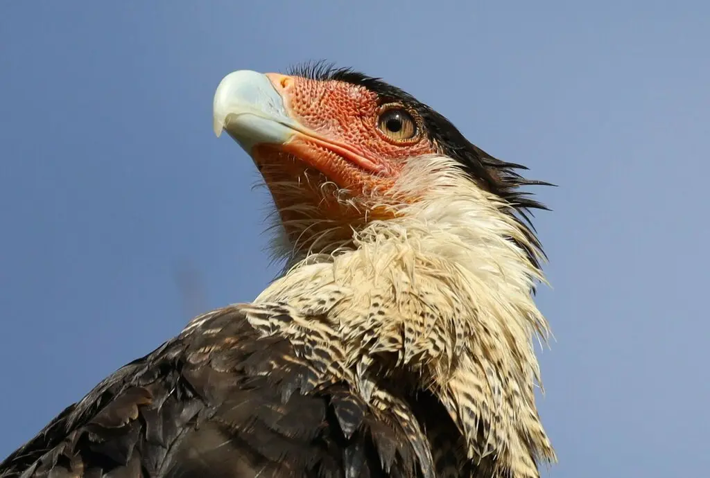 凤头巨隼(Caracara plancus)