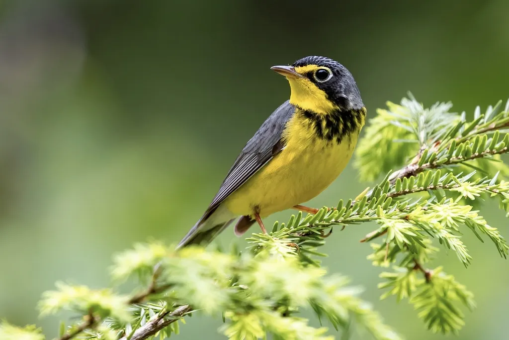 加拿大威森莺(Cardellina canadensis)